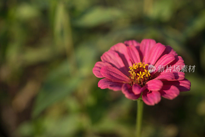 粉红色百日草(Zinnia elegans)花特写